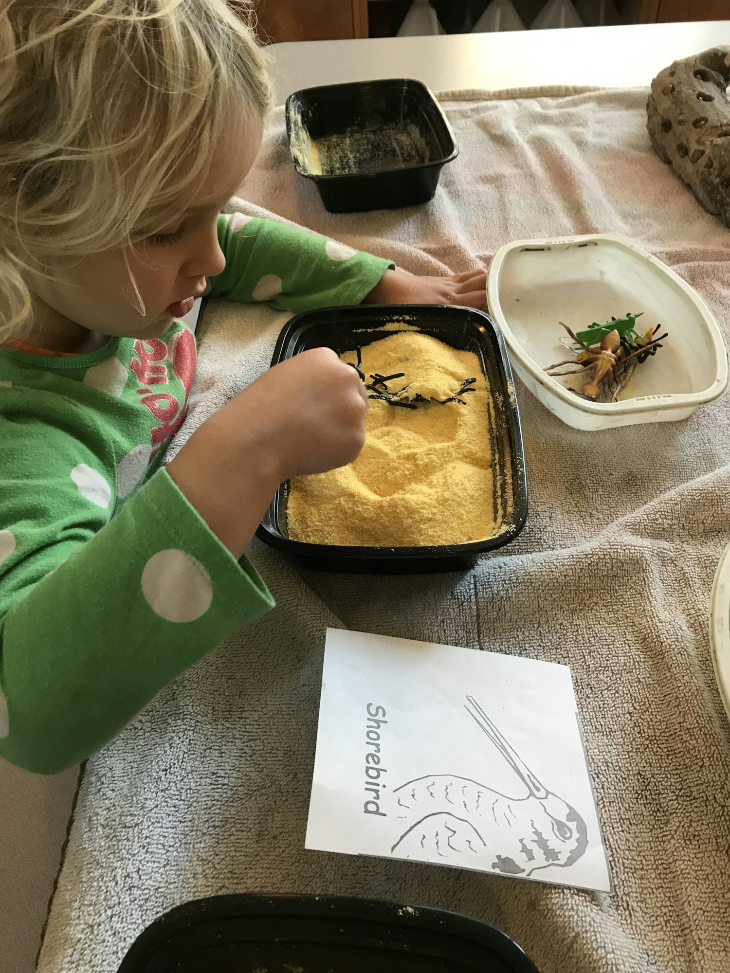A child playing with sand and twigs next to a paper labeled "Shorebird" showing a bird illustration.
