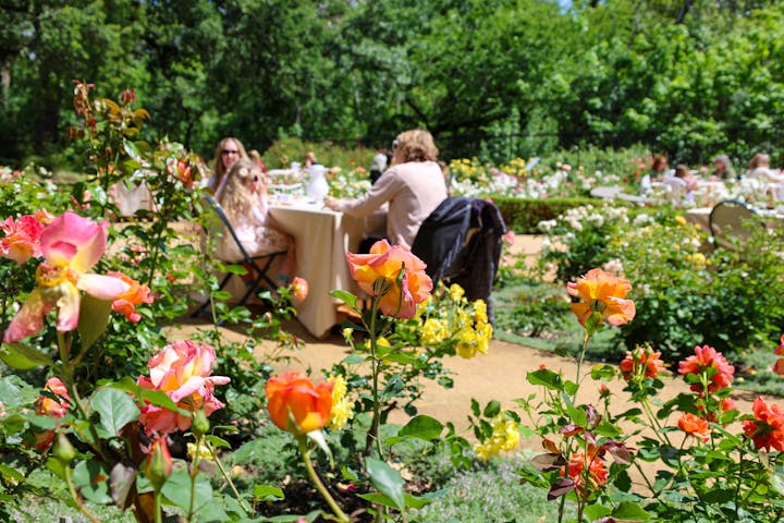 Garden with colorful roses in focus, people in background sitting at tables in outdoor setting.