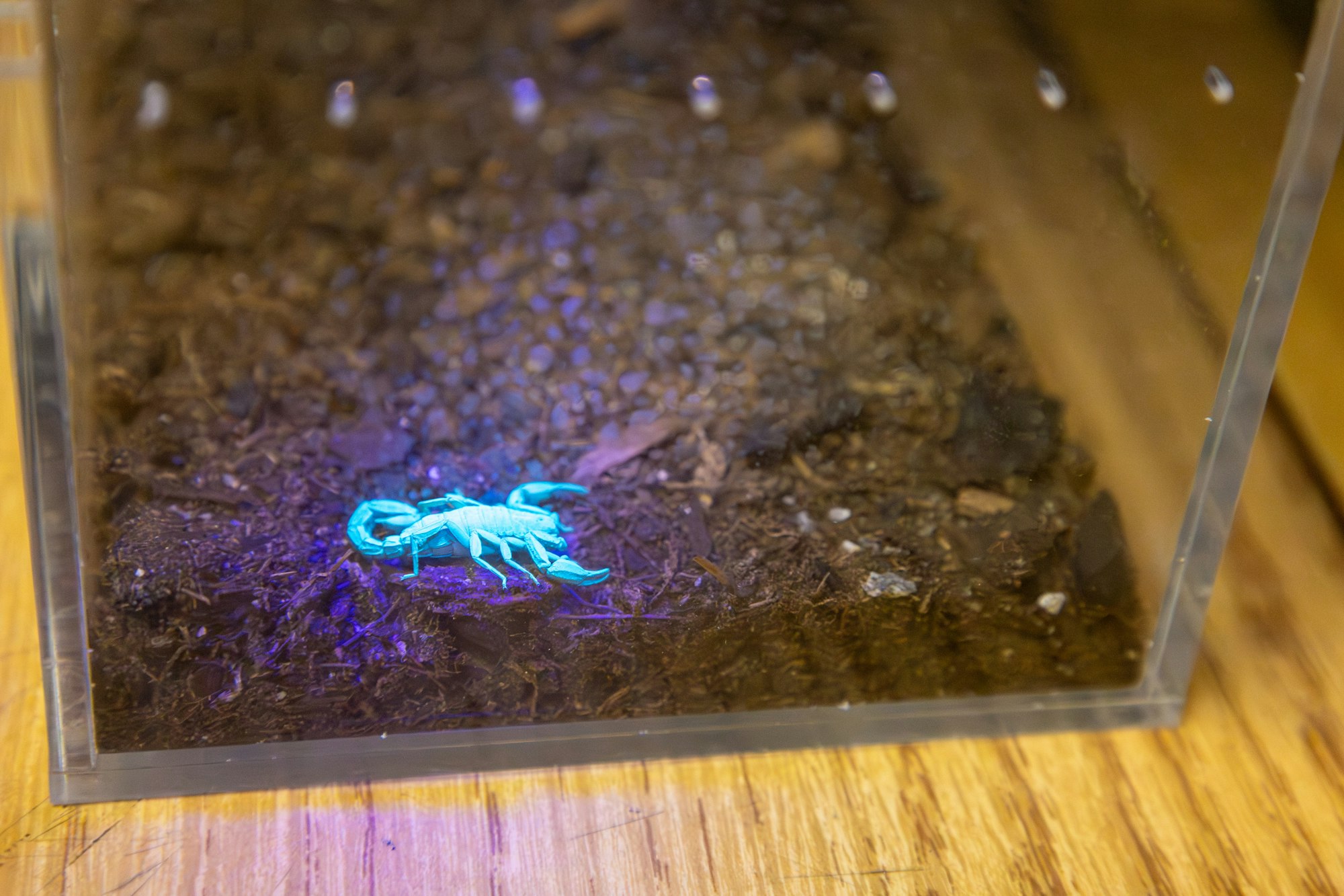 A glowing blue scorpion is resting on dark soil inside a transparent enclosure.