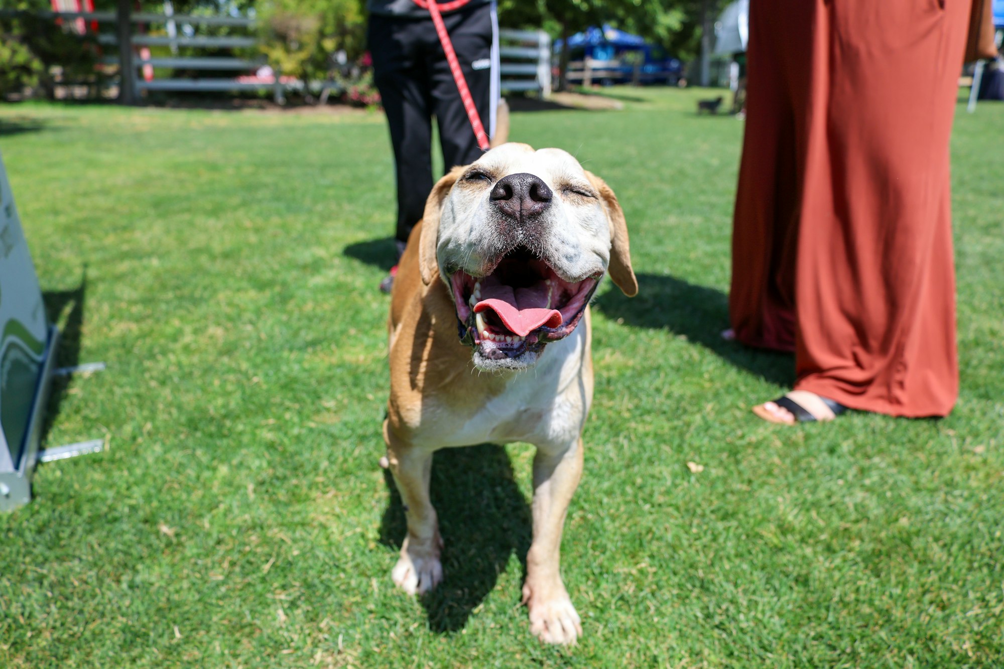 A happy dog on a leash stands on grass, tongue out, surrounded by people.