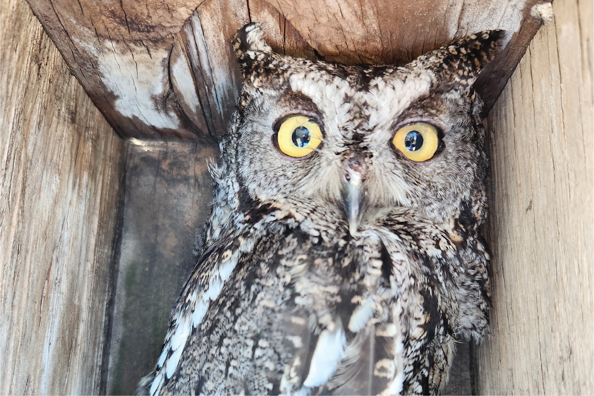 An owl with striking yellow eyes peeking out from a wooden enclosure.