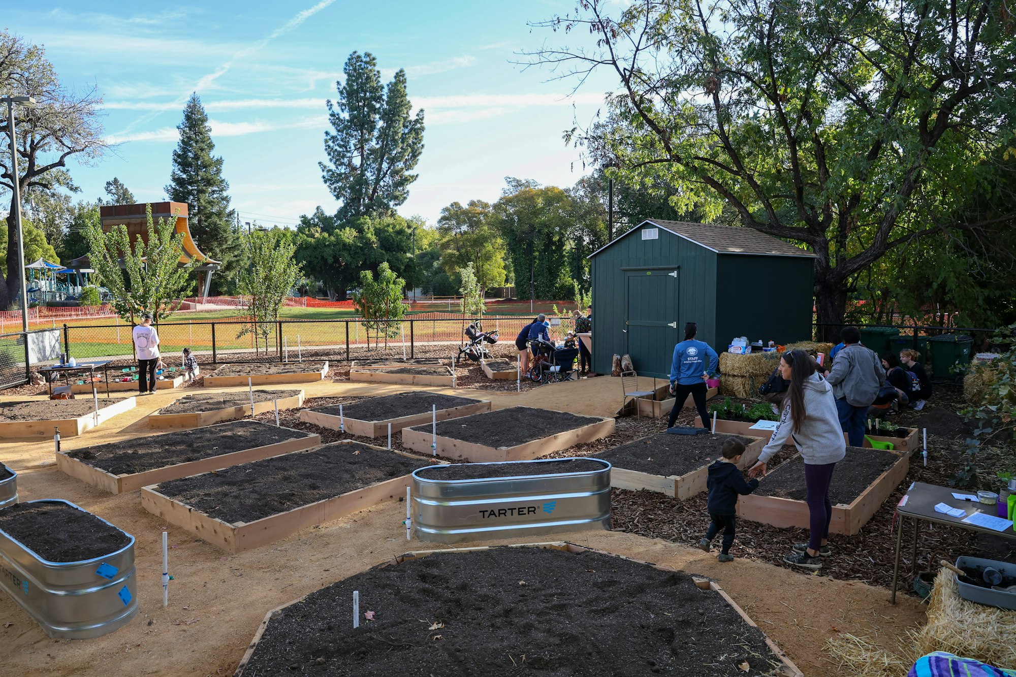 Community garden with people tending to raised garden beds and activities near a shed.