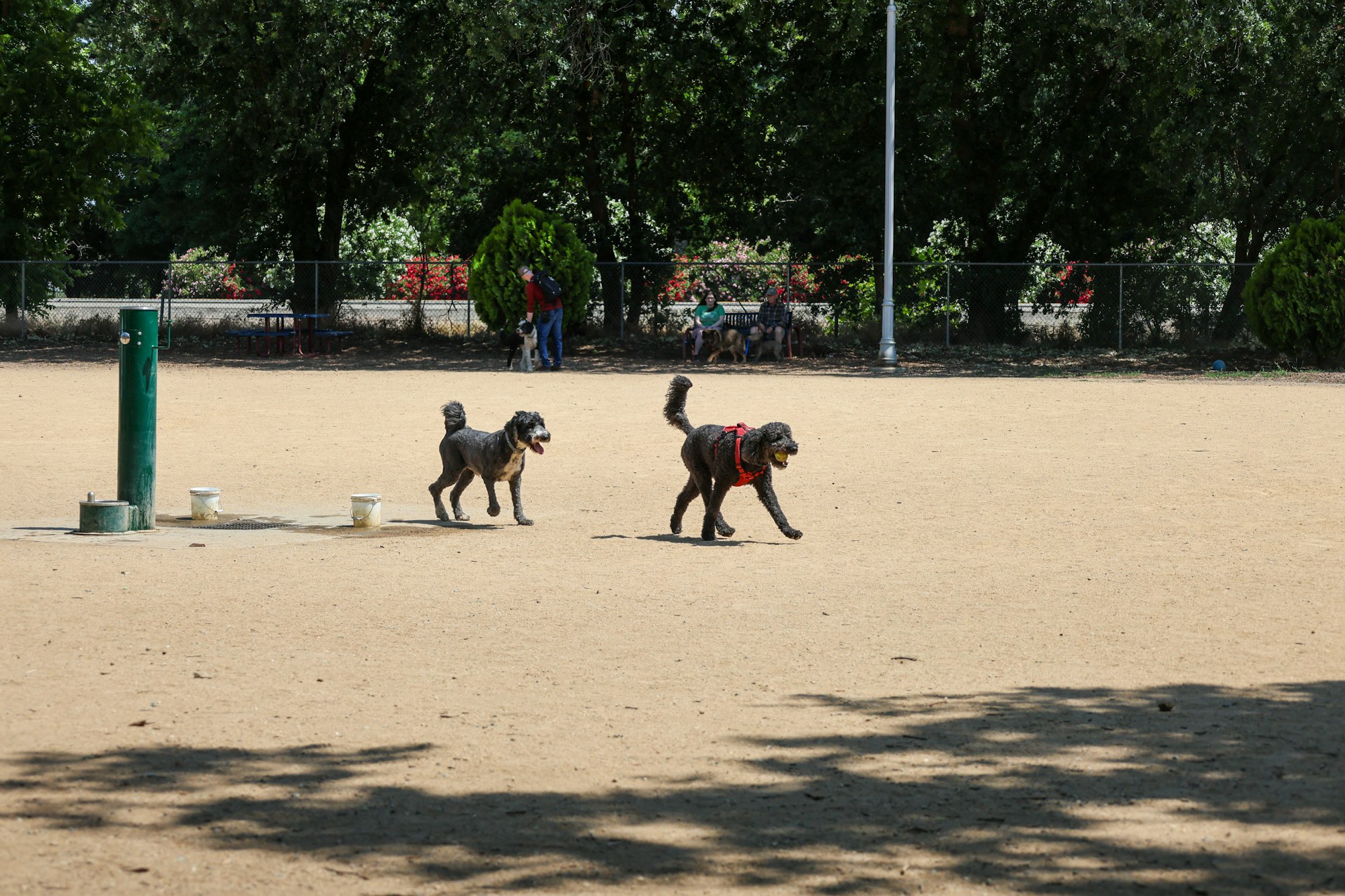 Two dogs playing in a sandy park, one with a ball in its mouth. People sit on benches in the background.
