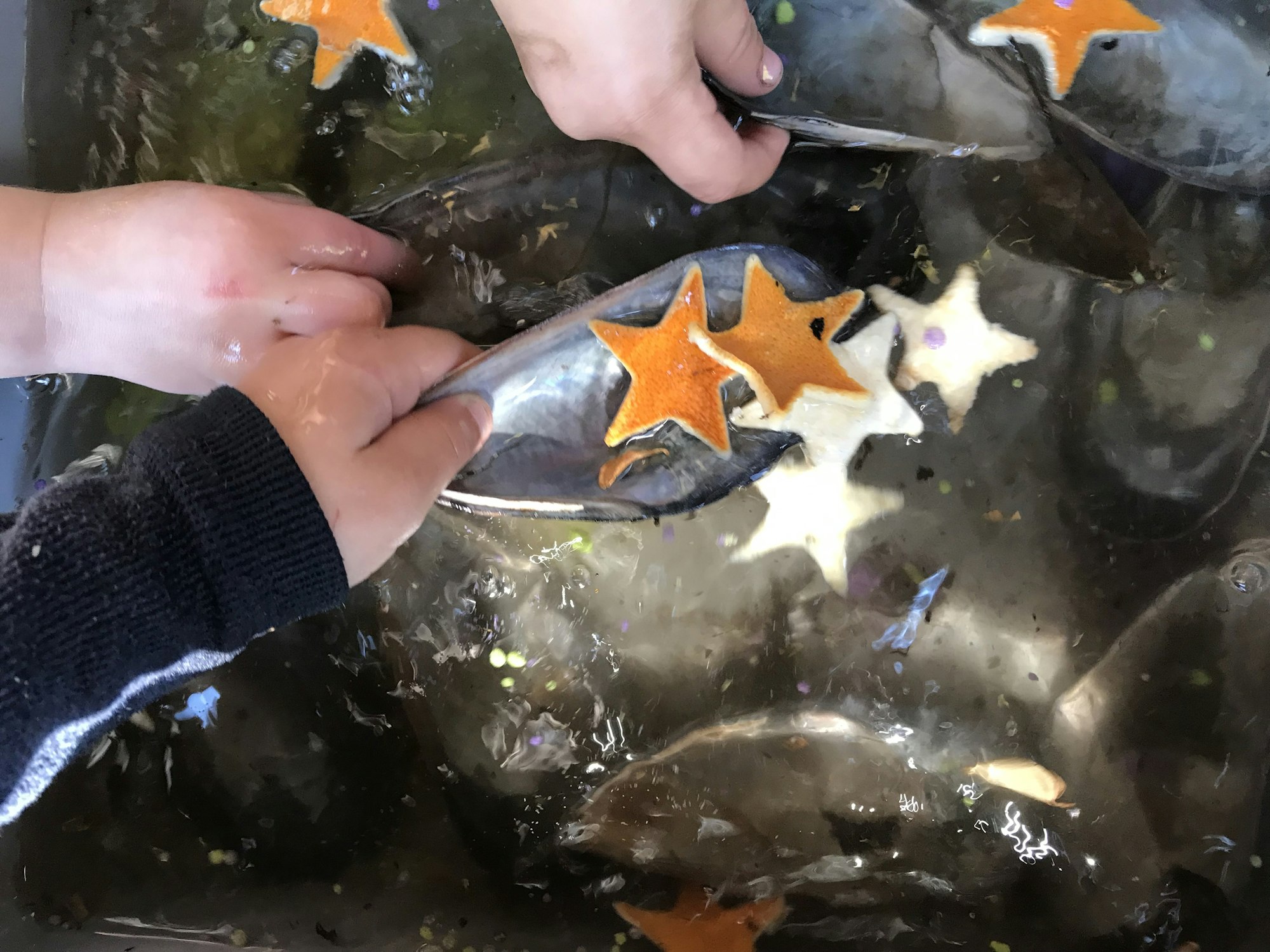 Hands holding fish decorated with star-shaped cutouts.
