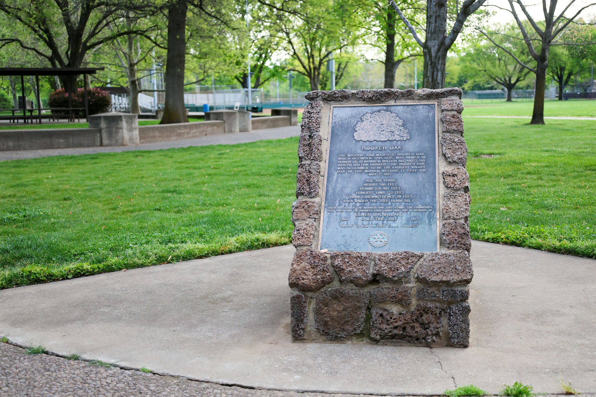 A commemorative plaque in a park dedicated to the 'Hooker Oak' tree.