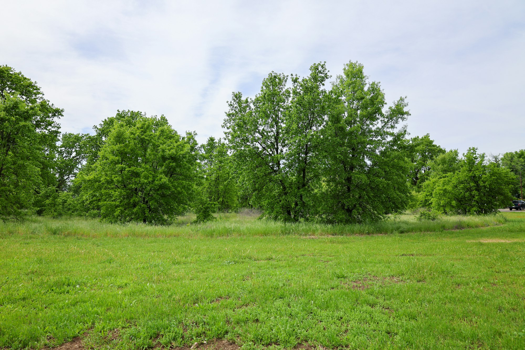 A green grassy field with a cluster of leafy trees under a blue sky, with a glimpse of a vehicle to the right.