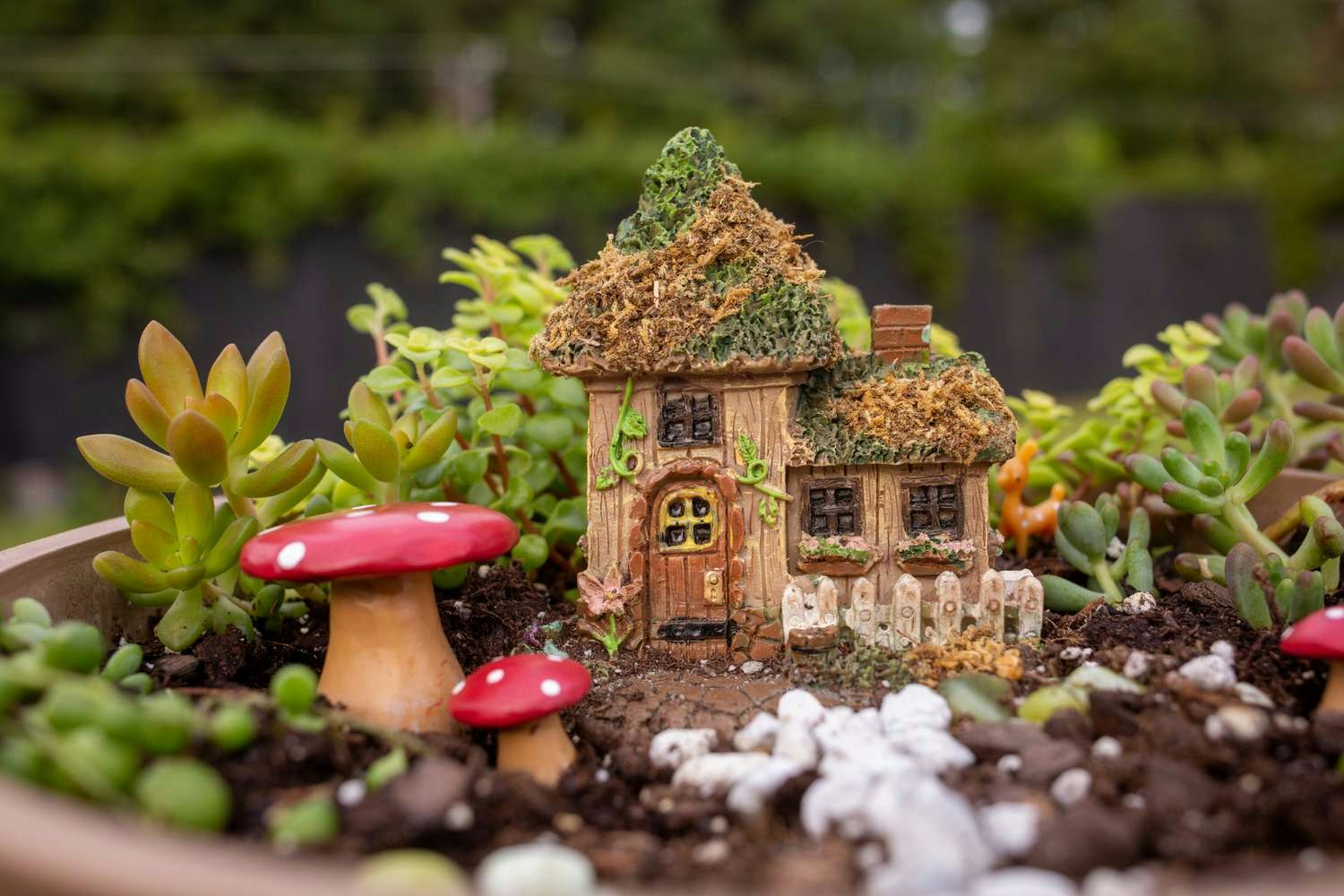 A fairy garden with a small house, succulents, and decorative mushrooms.