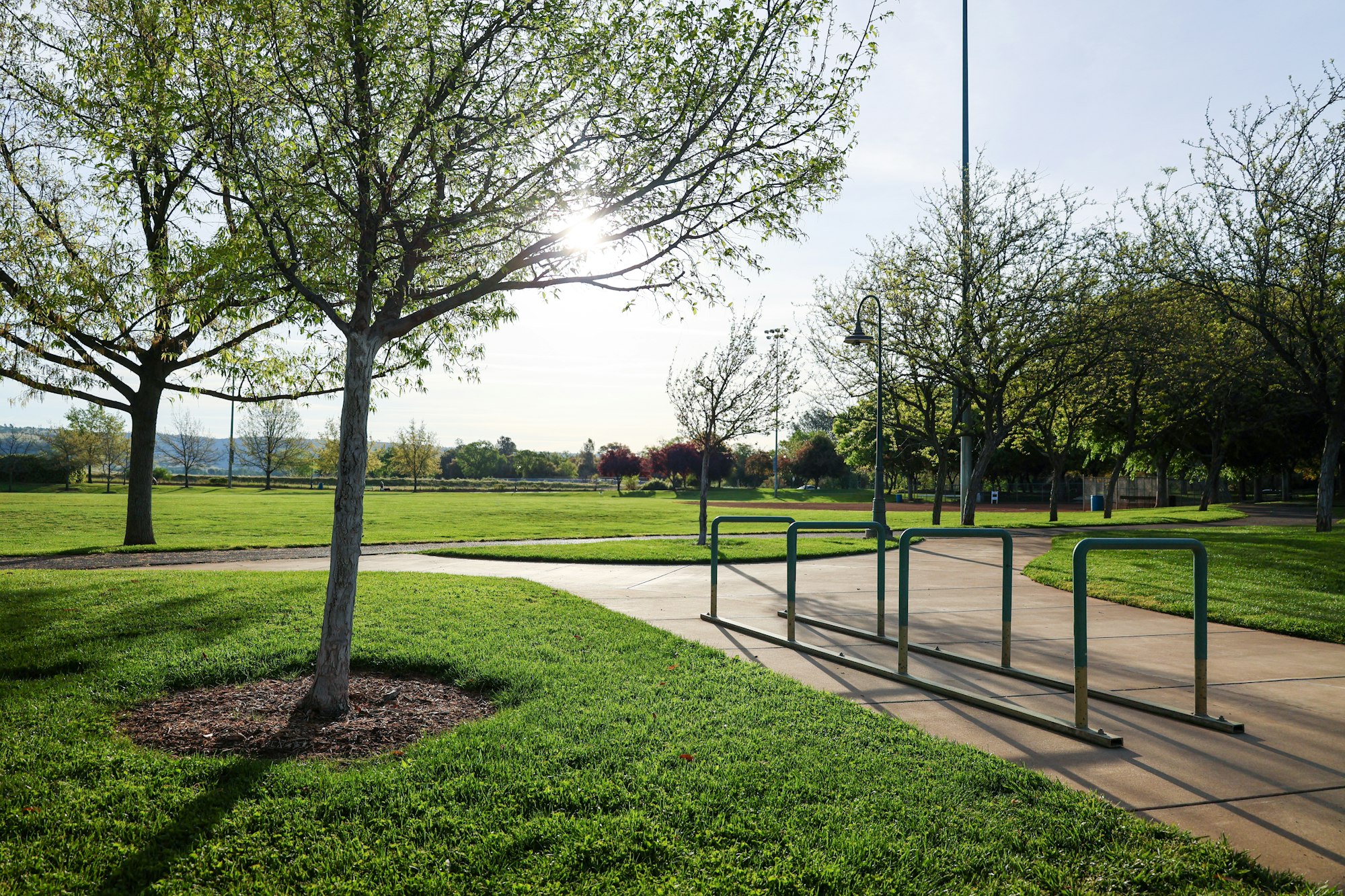 Sunlight through trees in a park with walking path and bike racks.