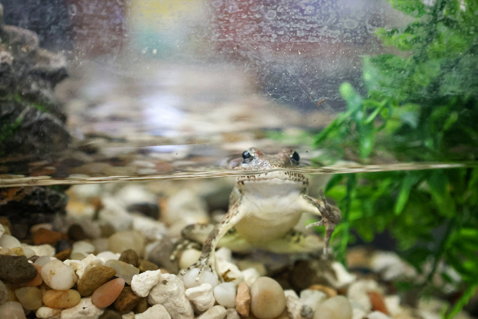 A frog perched on pebbles, half submerged in water, looking out of an aquarium.
