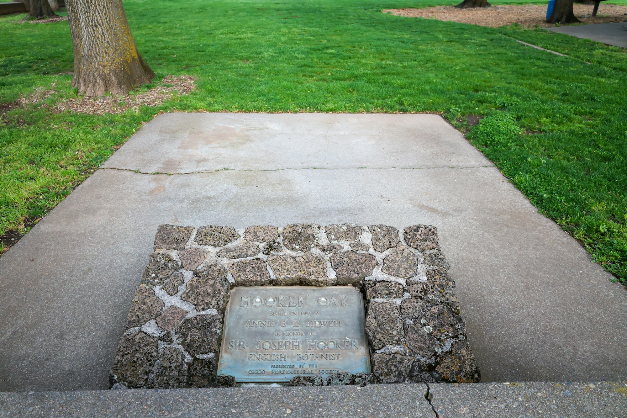 A stone-edged memorial plaque for the "Hooker Oak" named by Annie E. K. Bidwell in honor of Sir Joseph Hooker, an English botanist.