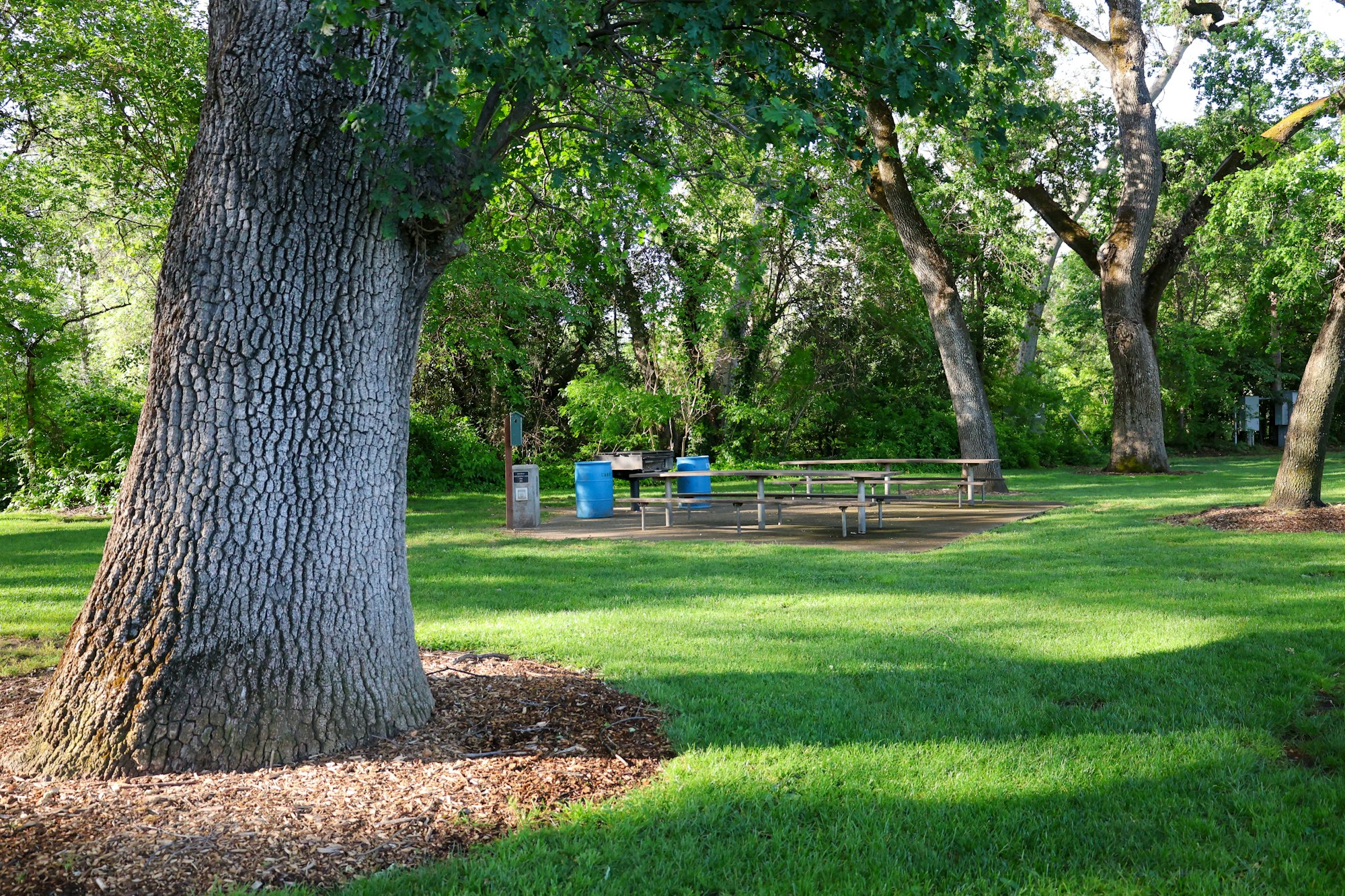 A tranquil park with a picnic table, large tree, and lush greenery.