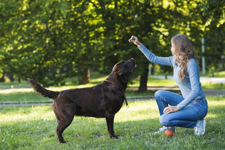 A woman kneels in a park, training a brown dog with a treat.