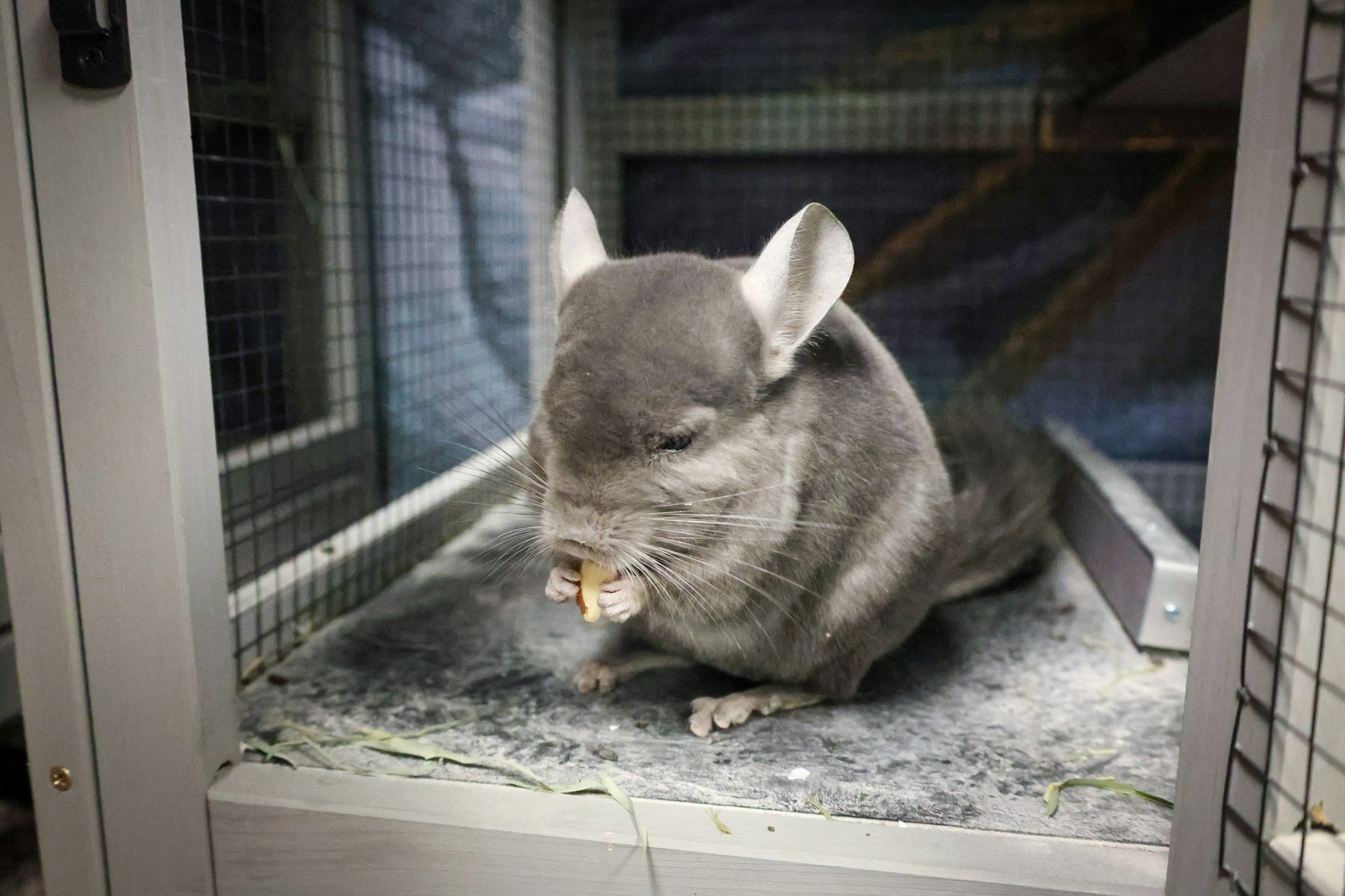 A chinchilla eating inside a wire mesh enclosure.