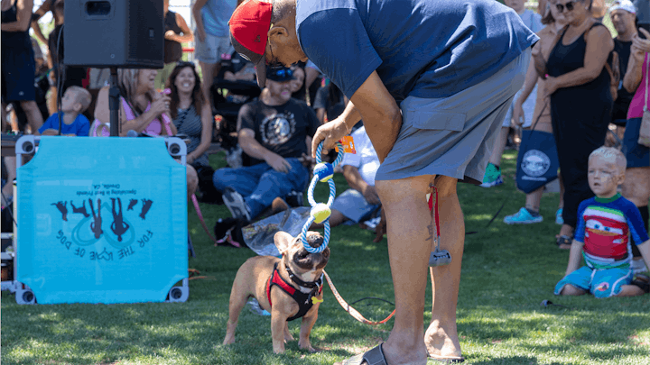 Man plays tug-of-war with his french bulldog at the K-9 Classic!