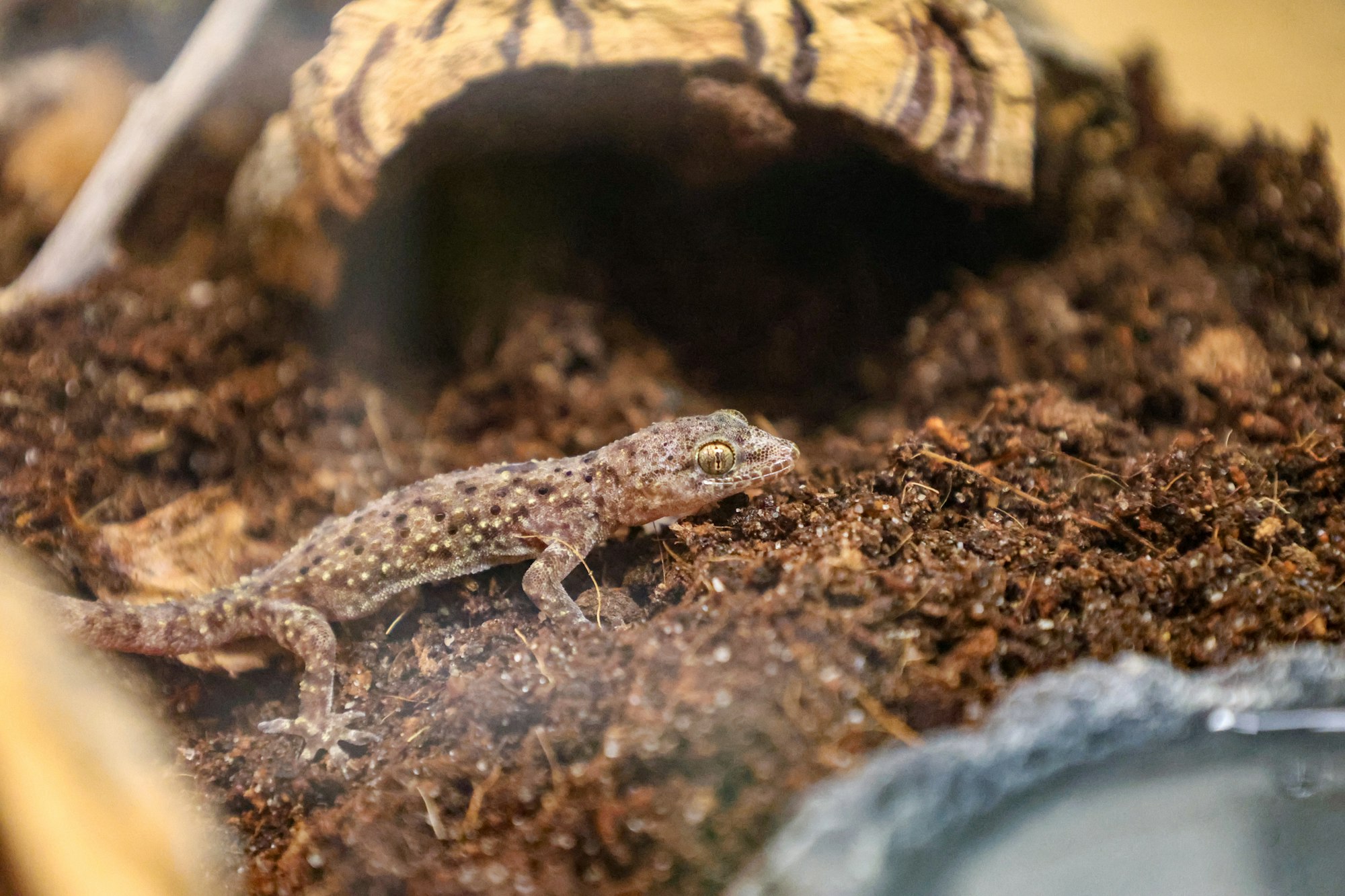 A gecko on soil with a log hideout behind it.