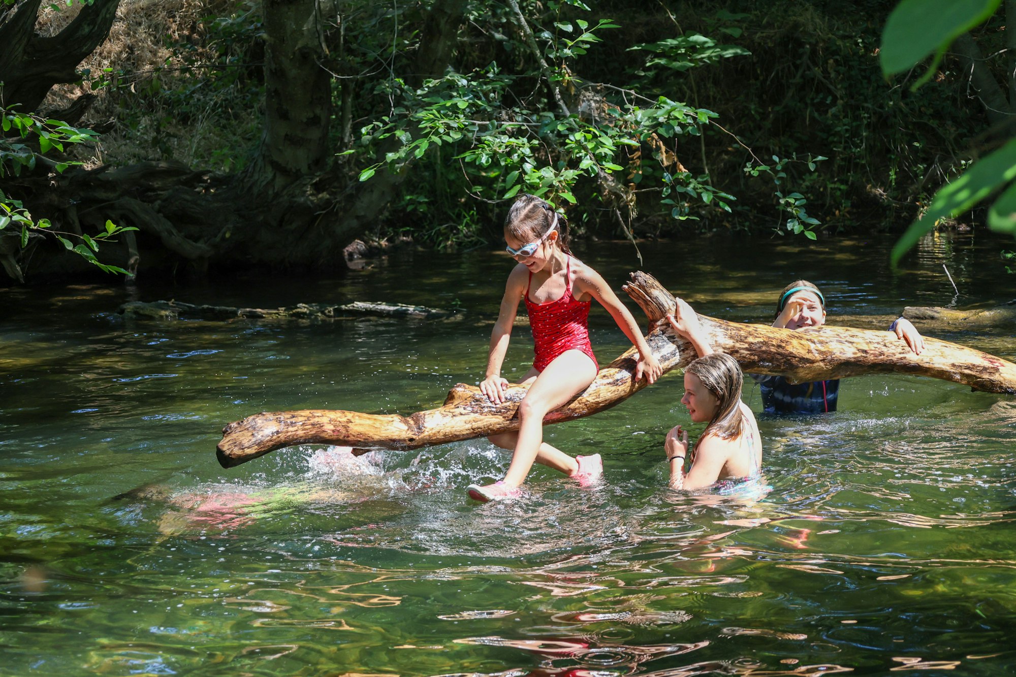 Three people in swimwear playing in a creek with a large branch and trees around.