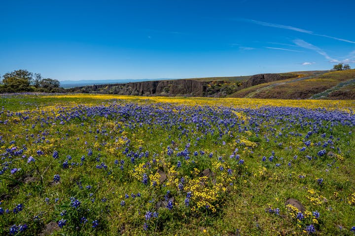 A vibrant field filled with purple and yellow wildflowers under a clear blue sky, surrounded by grassy hills and cliffs.