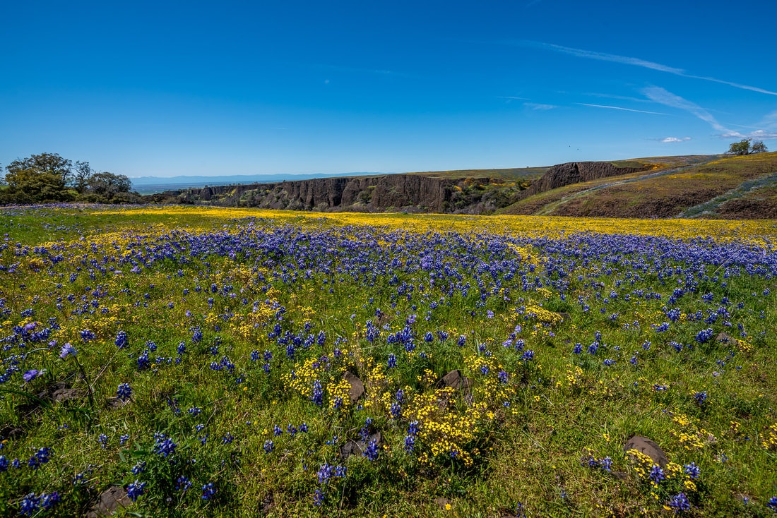 A vibrant field filled with purple and yellow wildflowers under a clear blue sky, surrounded by grassy hills and cliffs.
