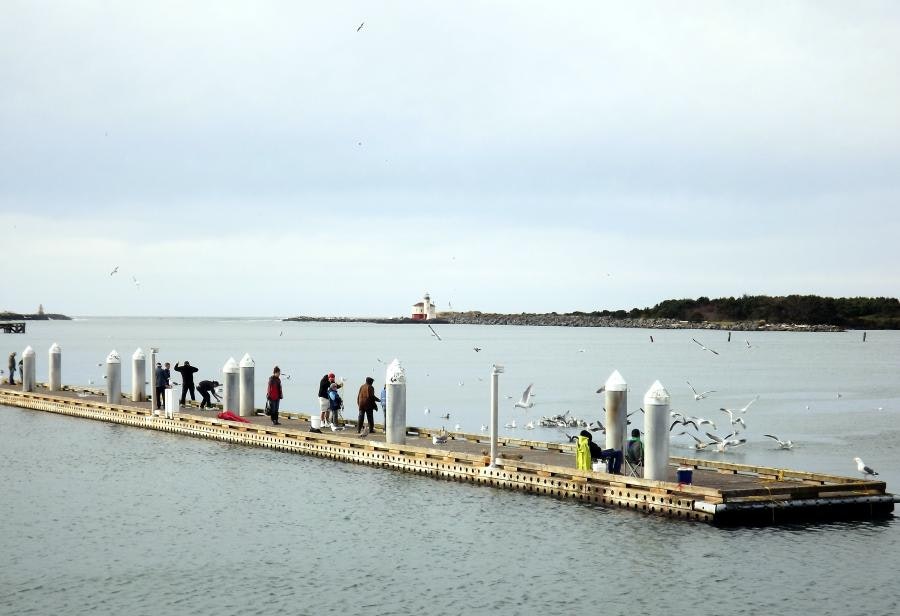 May contain: water, waterfront, pier, port, person, animal, bird, nature, outdoors, and scenery