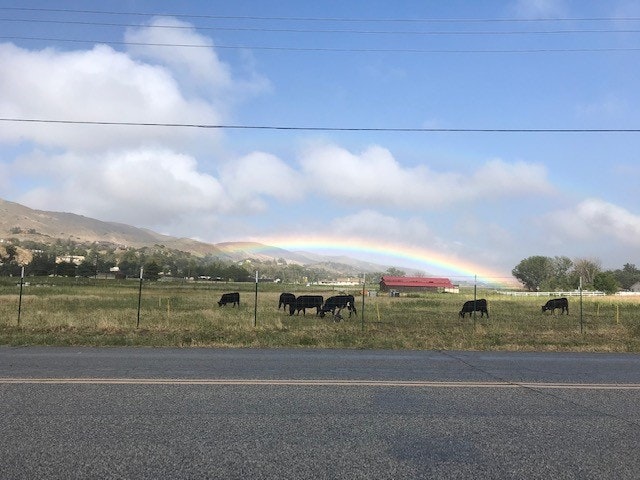 May contain: cow, animal, mammal, cattle, grassland, outdoors, field, nature, tarmac, asphalt, and road