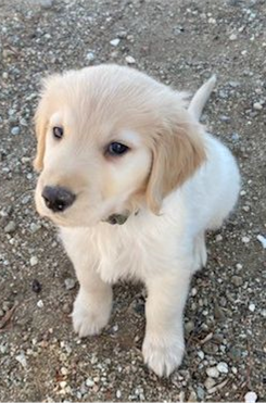 May contain: puppy, canine, pet, dog, animal, mammal, and golden retriever