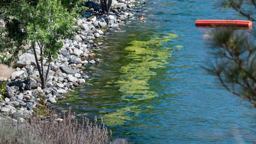 Alga Blooms along the bank of Pyramid Lake