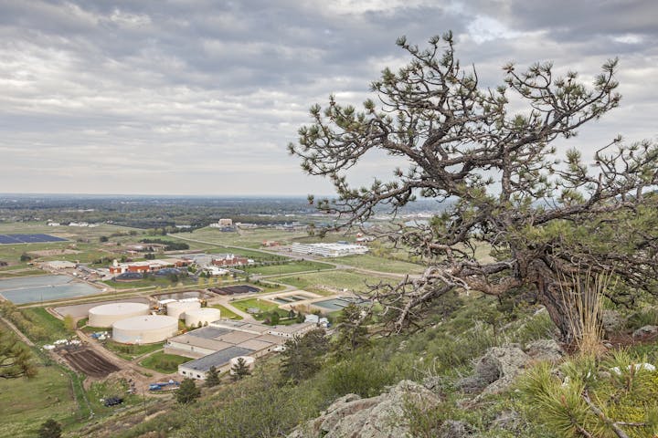 A gnarly tree overlooks a sprawling industrial area with various buildings under an overcast sky.
