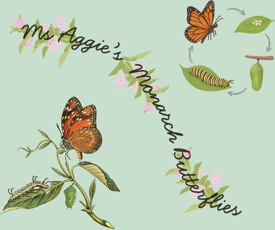 The image features "Ms. Aggie's Monarch Butterflies" with illustrations of a butterfly, caterpillar, chrysalis, and flowers.