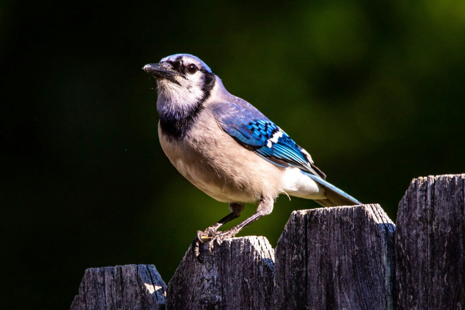 A blue jay perched on a wooden fence with a blurred green background.