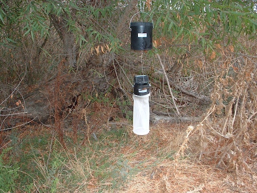A mosquito trap hanging from a tree branch in a wooded area.