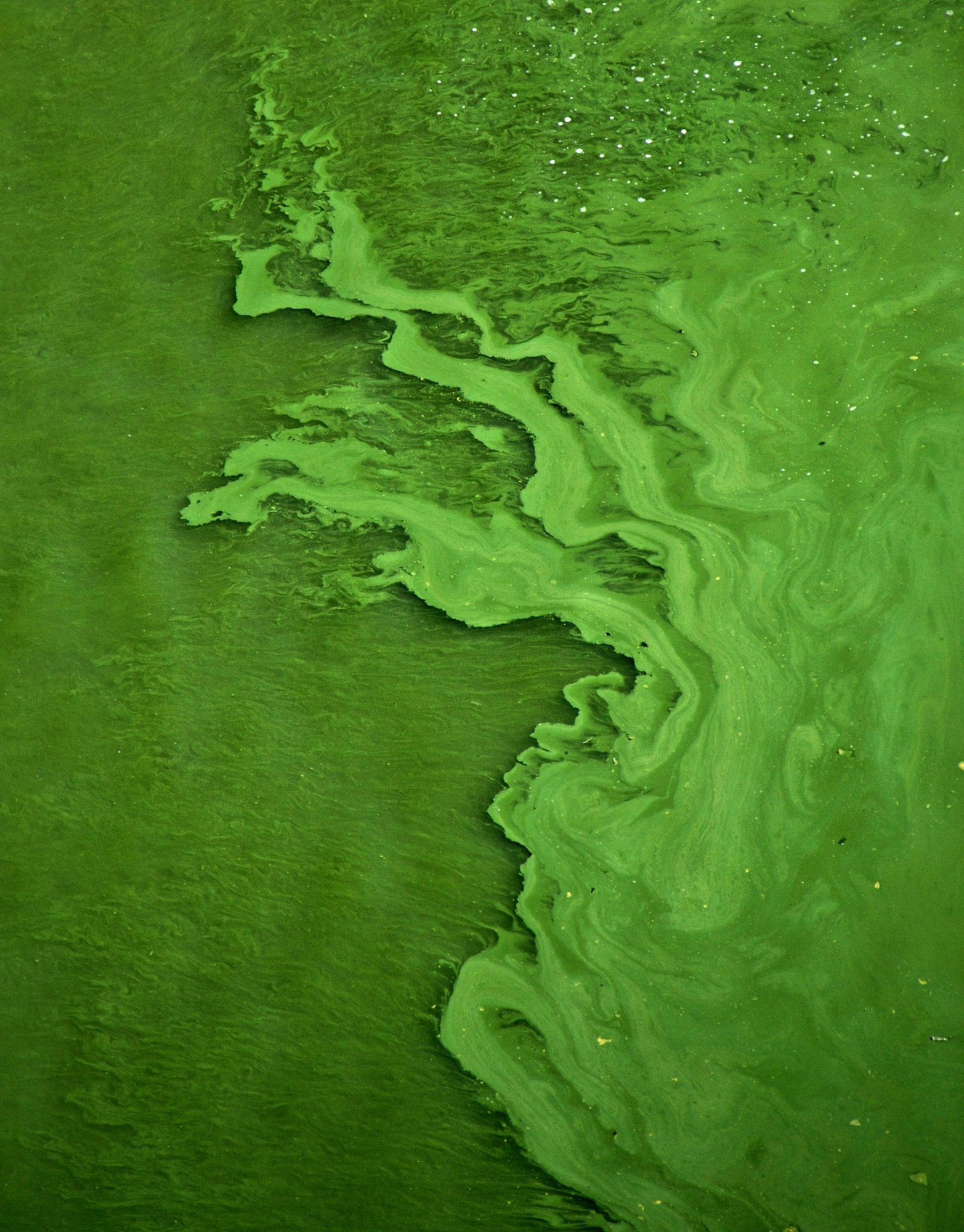Aerial view of swirling green algae patterns in water.
