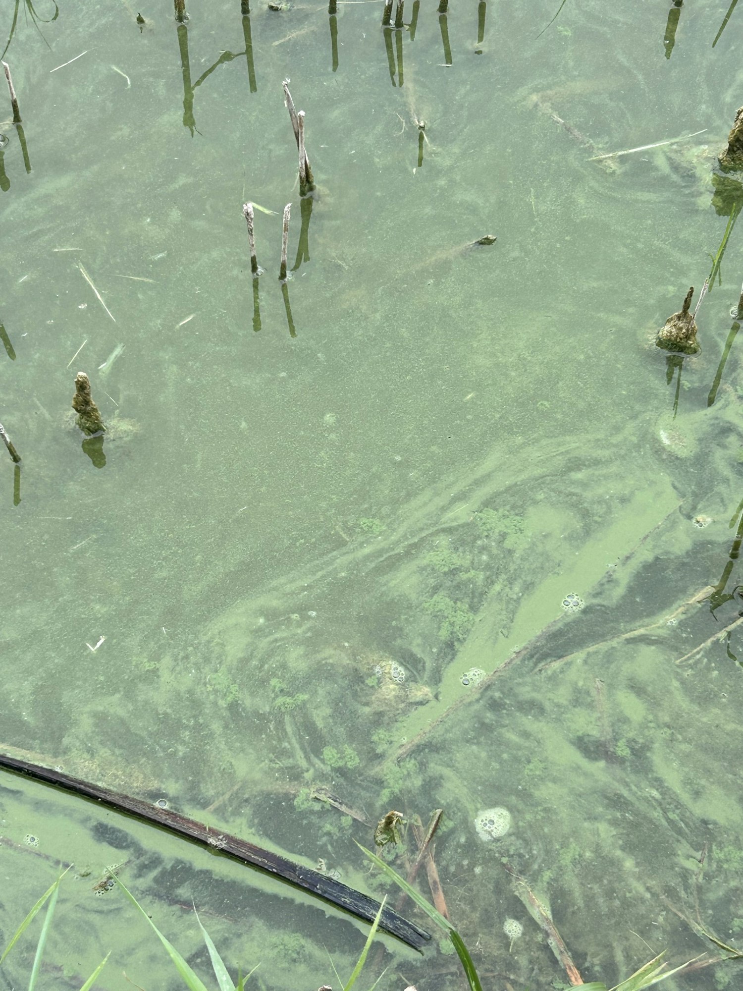 Stagnant water with green algae and protruding plant stems.