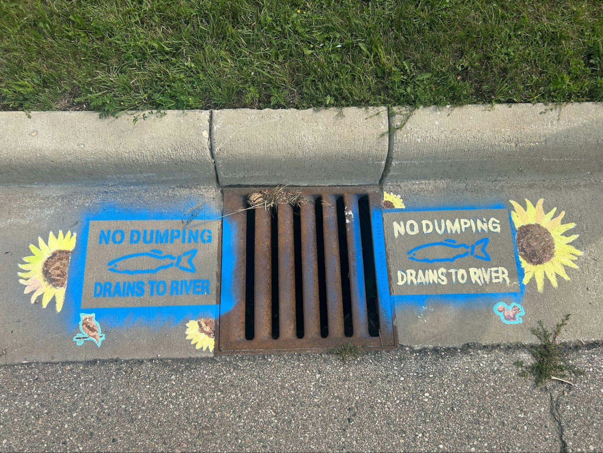 A storm drain with "No Dumping, Drains to River" signs, decorated with painted sunflowers and squirrel illustrations.