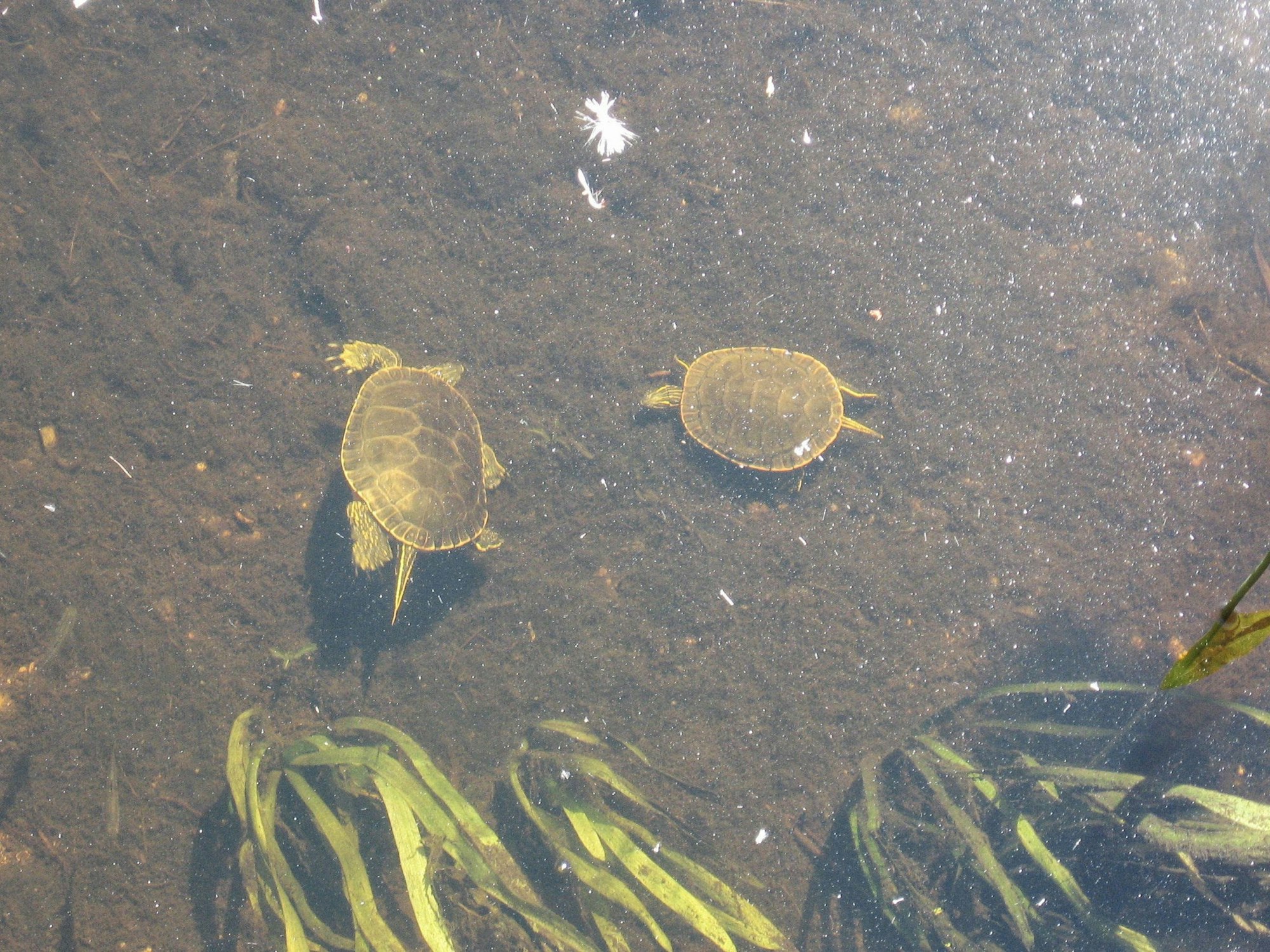 Two turtles underwater near some aquatic plants and debris.
