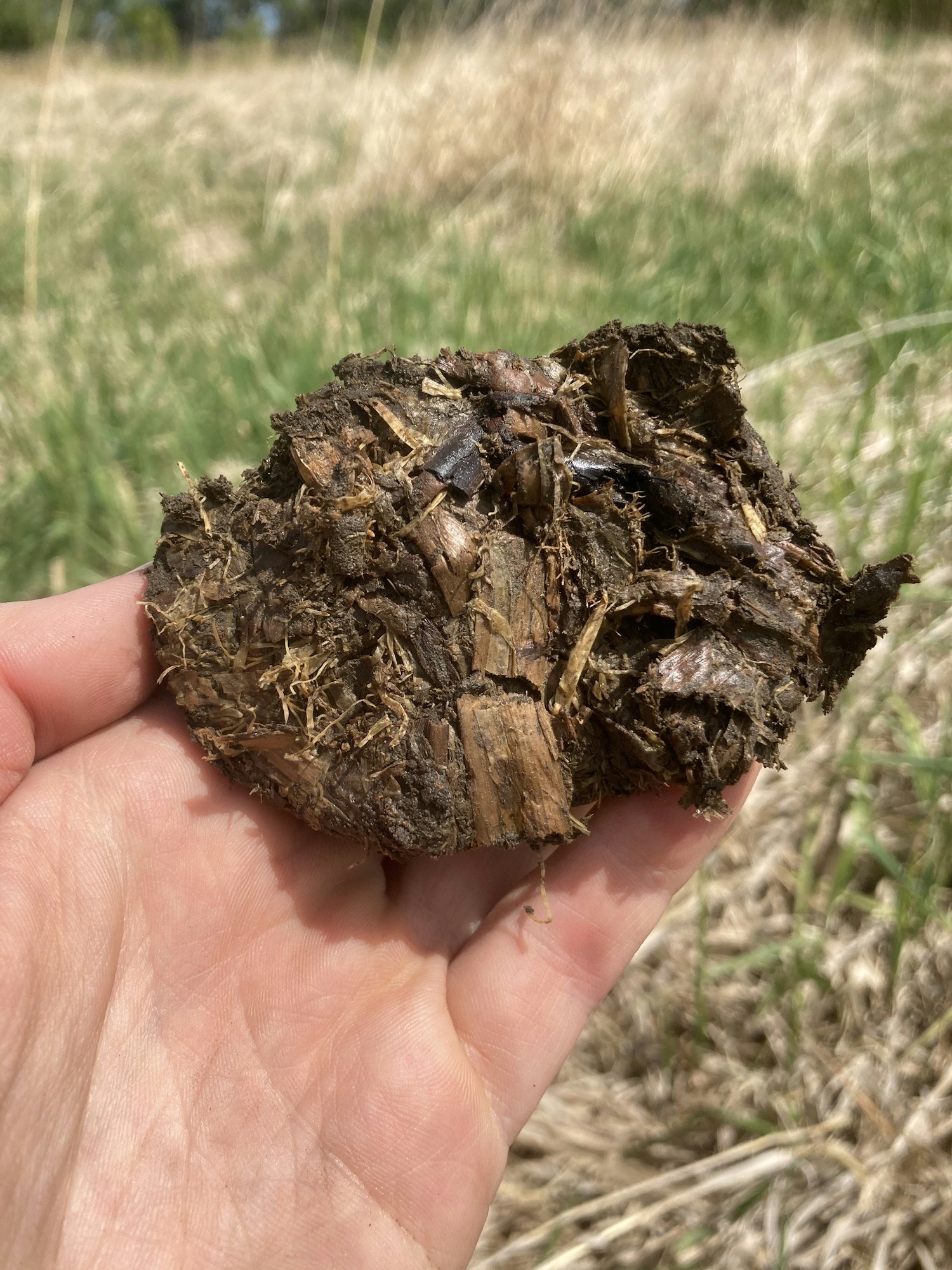 A hand holding a piece of dry animal dung in an outdoor grassy area.