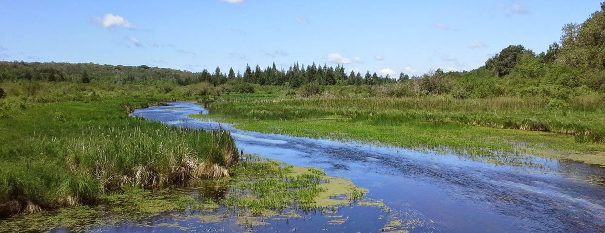 A serene river winding through a lush, green marsh with trees in the background under a clear blue sky.