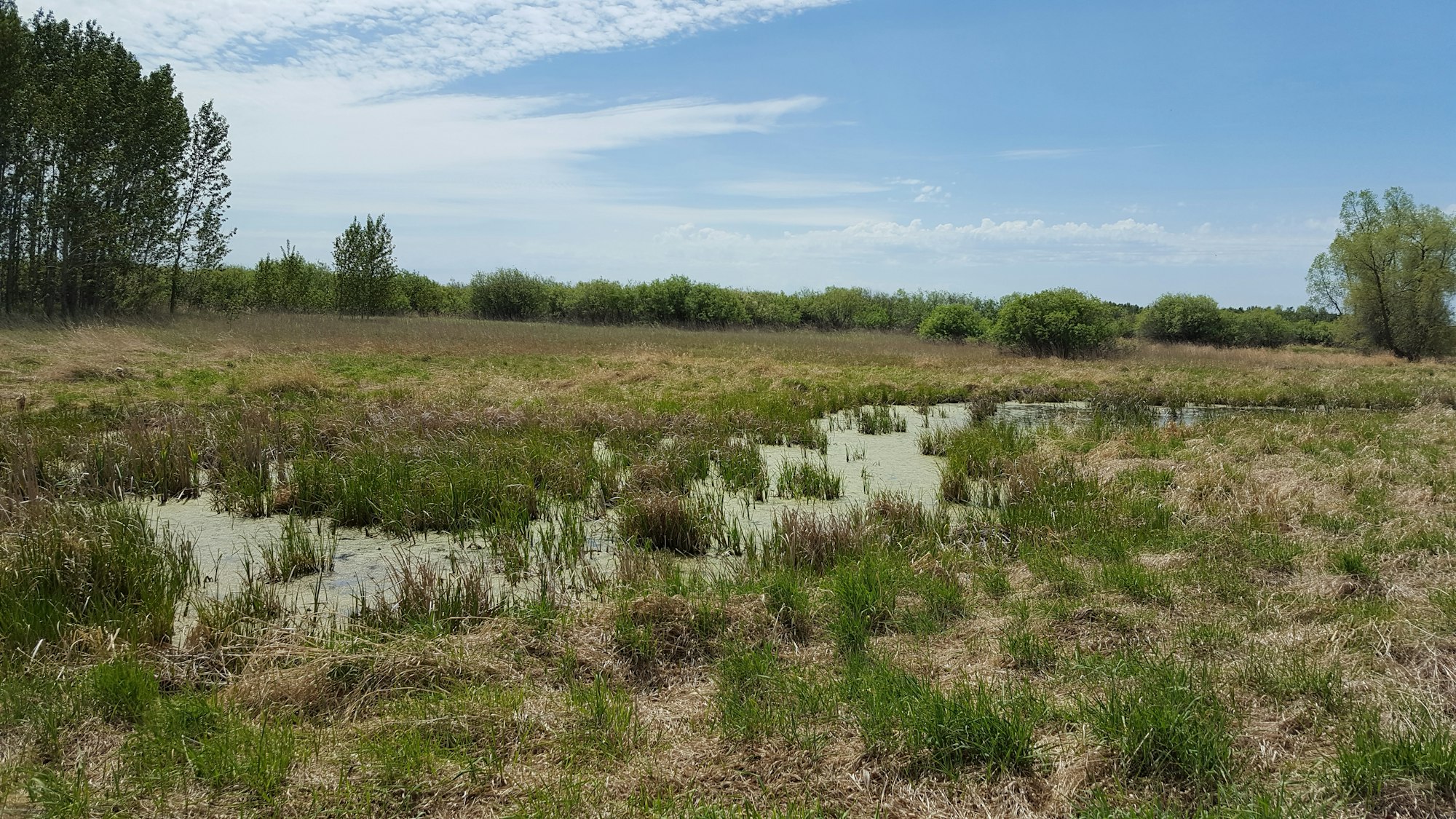 A grassy landscape with a pond, surrounded by green trees under a blue sky. The image is upside down.