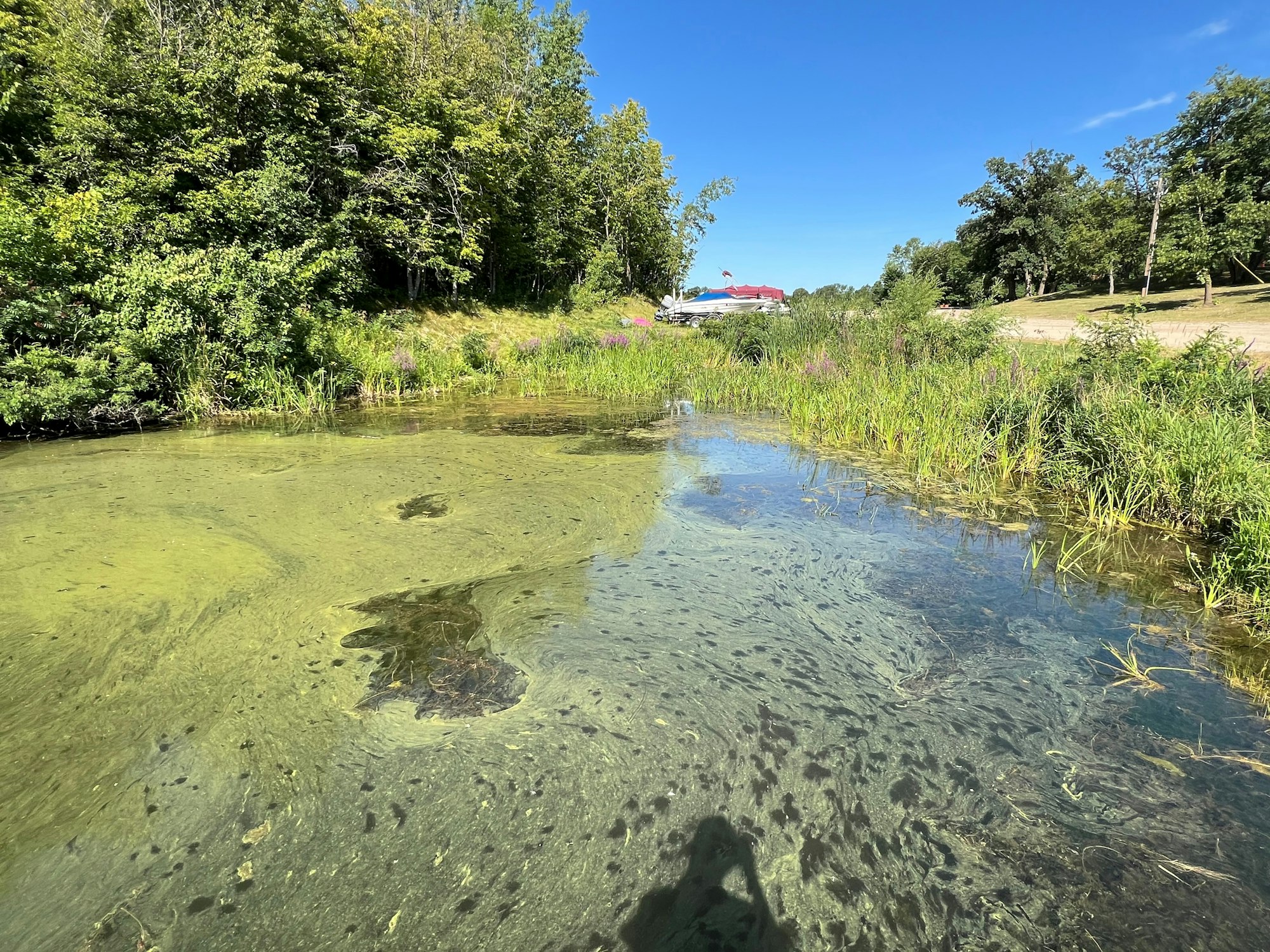 A pond surrounded by greenery, with algae on the water and trees in the background under a clear blue sky.