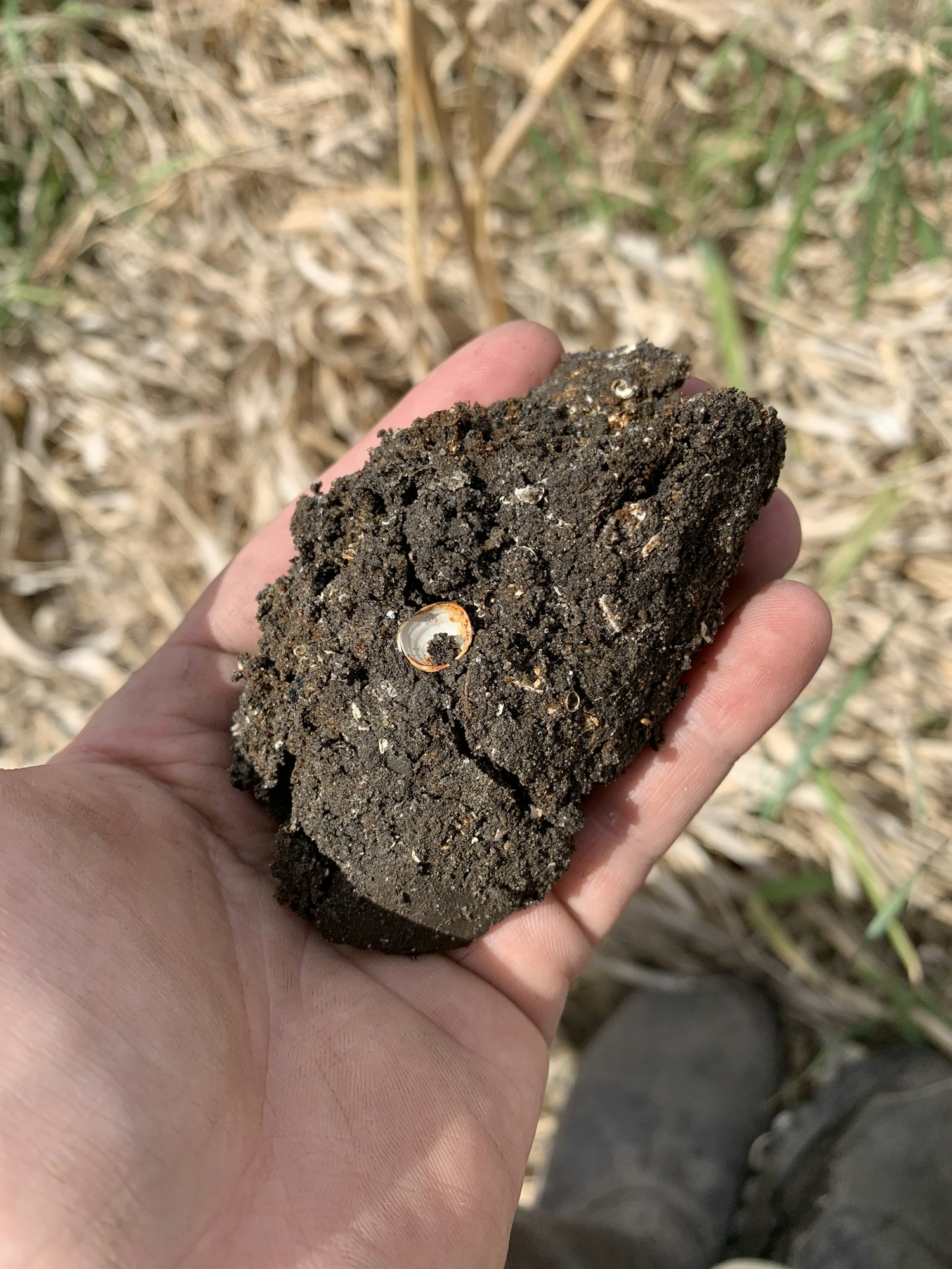A hand holding a clump of soil with a shell remnant.