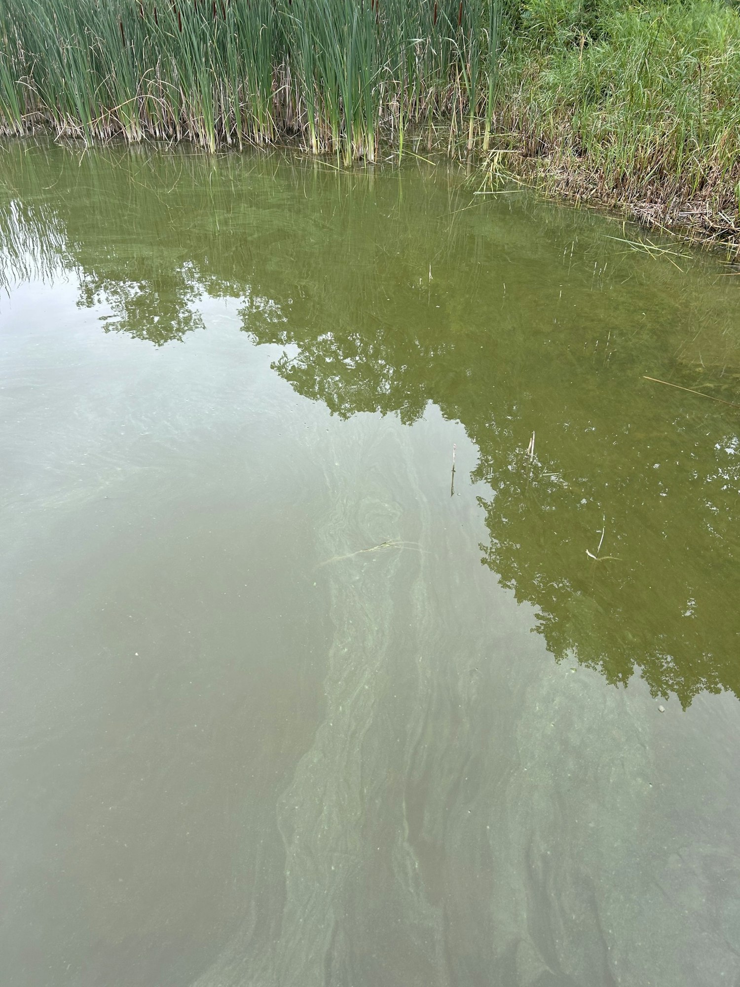 Murky pond with tall reeds, algae, and tree reflections on the water's surface.