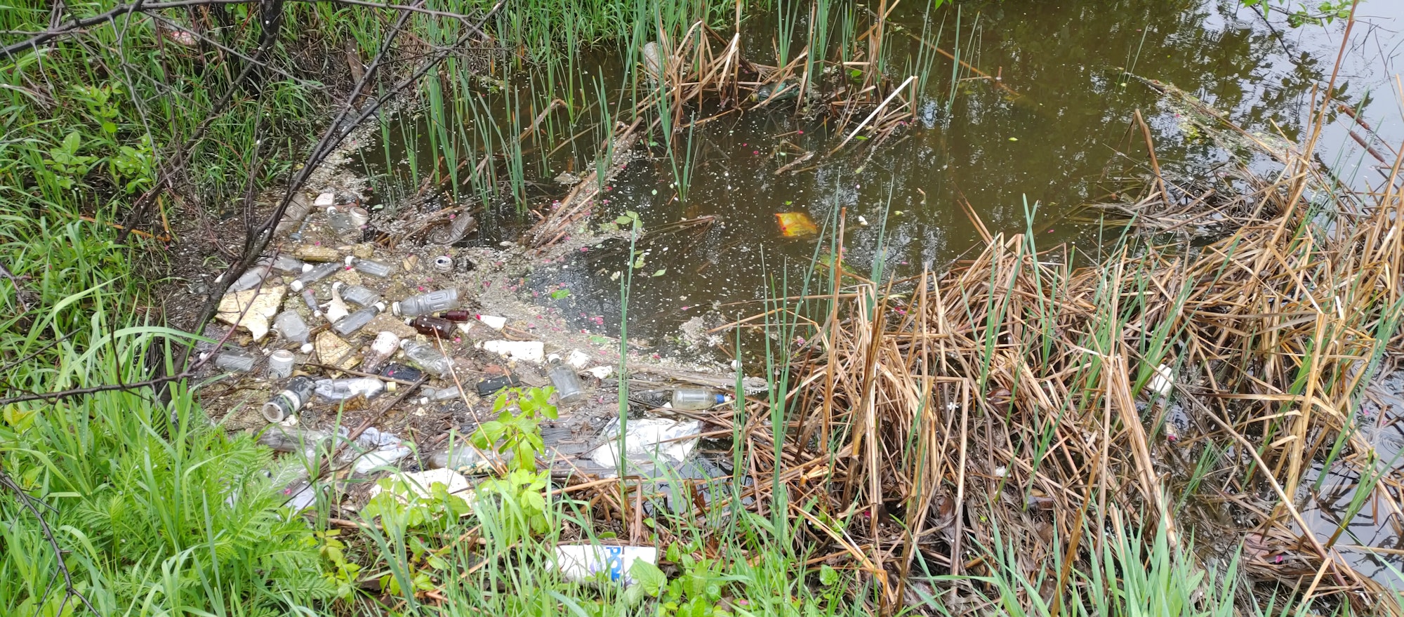 Pond with litter, including bottles and debris, surrounded by reeds and grass.