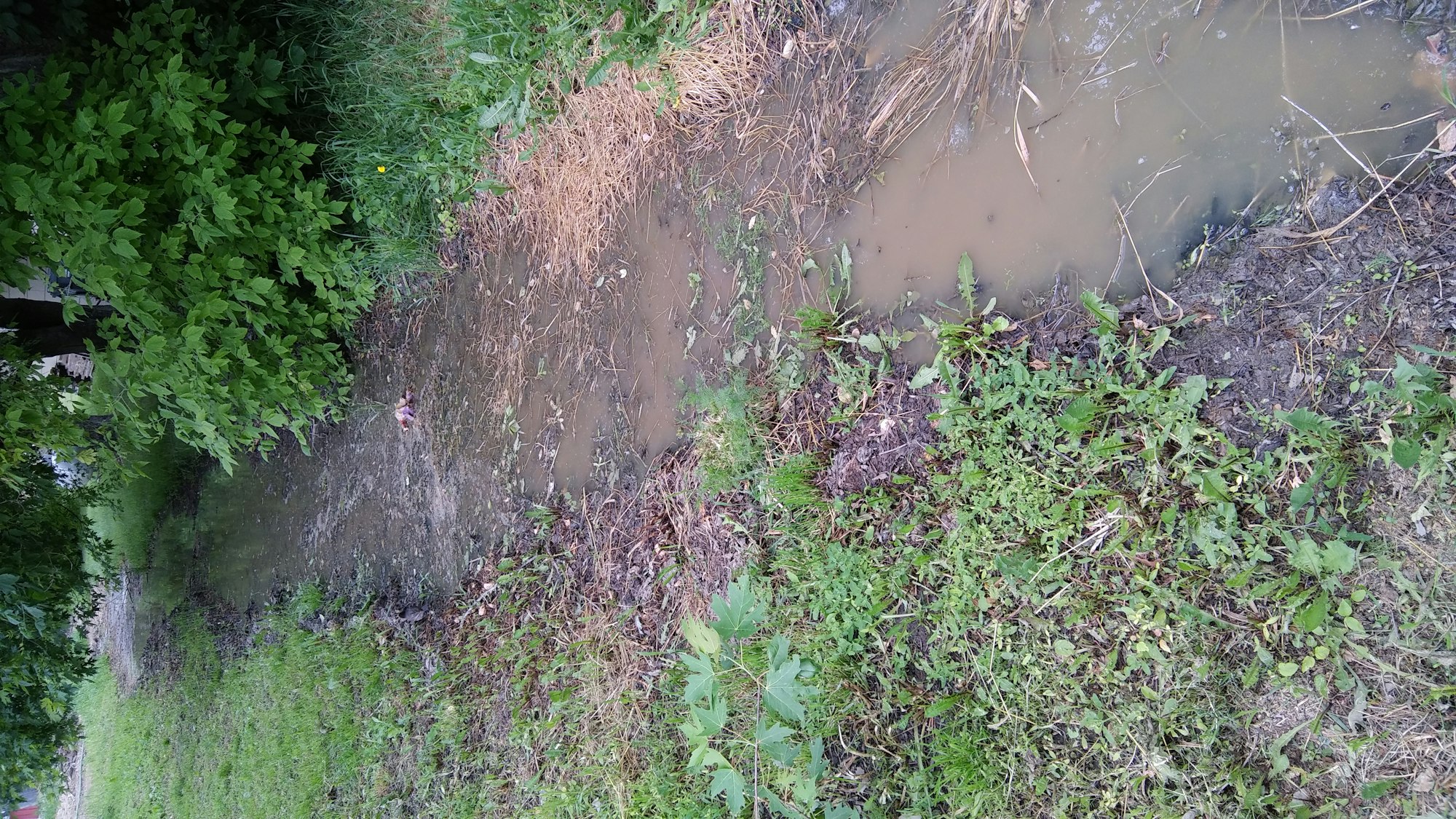 A muddy stream with surrounding green vegetation and some dry brown patches.