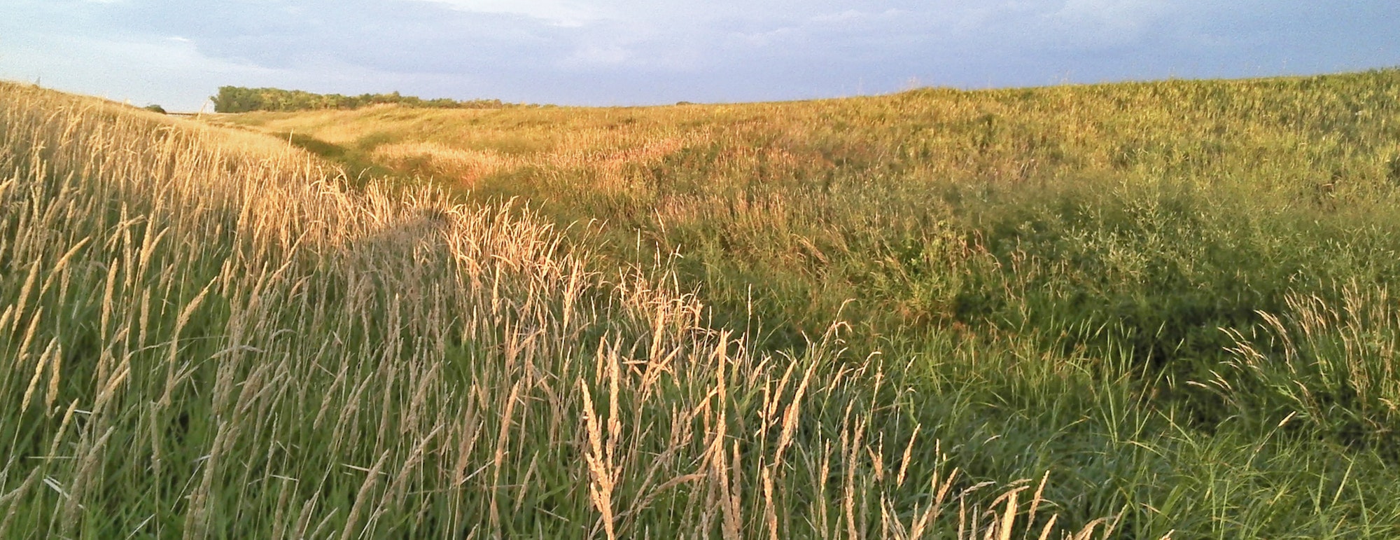 A field of tall grass under a blue sky, with sunlight casting a warm glow.