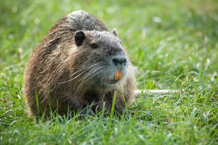 nutria