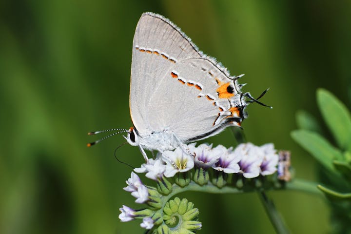 A butterfly perched on a small white and purple flower with a blurred green background.