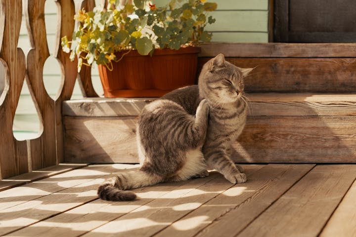 A tabby cat scratching its neck on a wooden porch with plants.