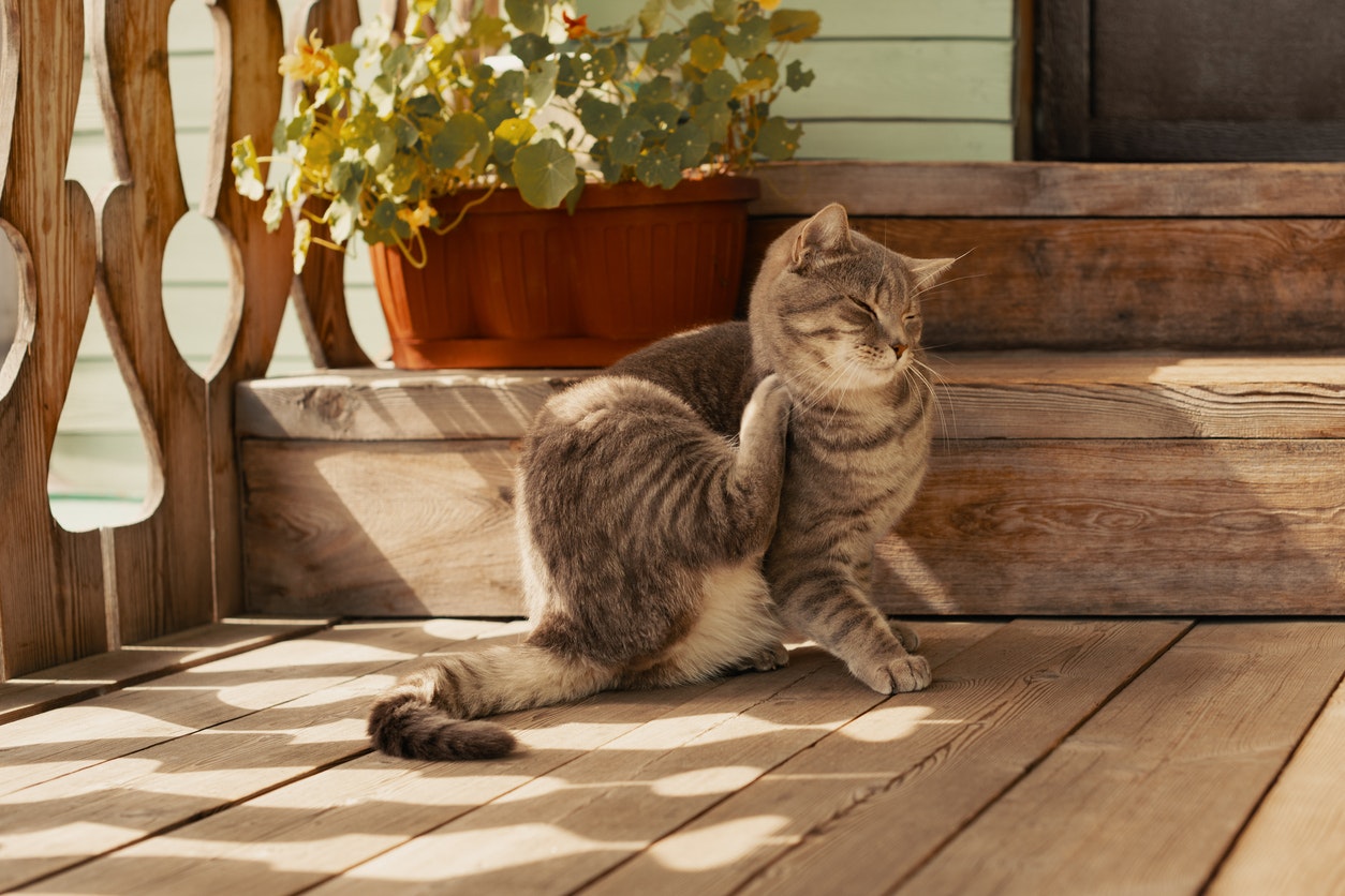A tabby cat scratching its neck on a wooden porch with plants.
