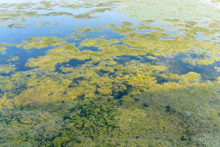 Algal bloom in a body of water.
