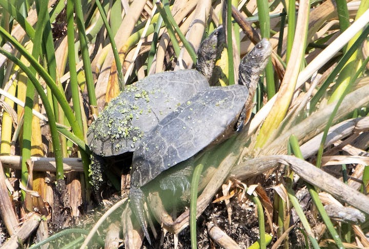Two turtles with algae on their shells among reeds.