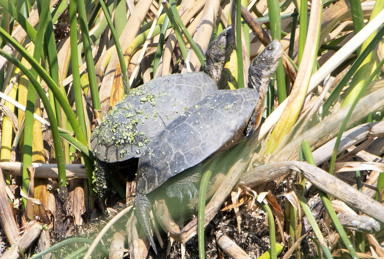 Two turtles with algae on their shells among reeds.